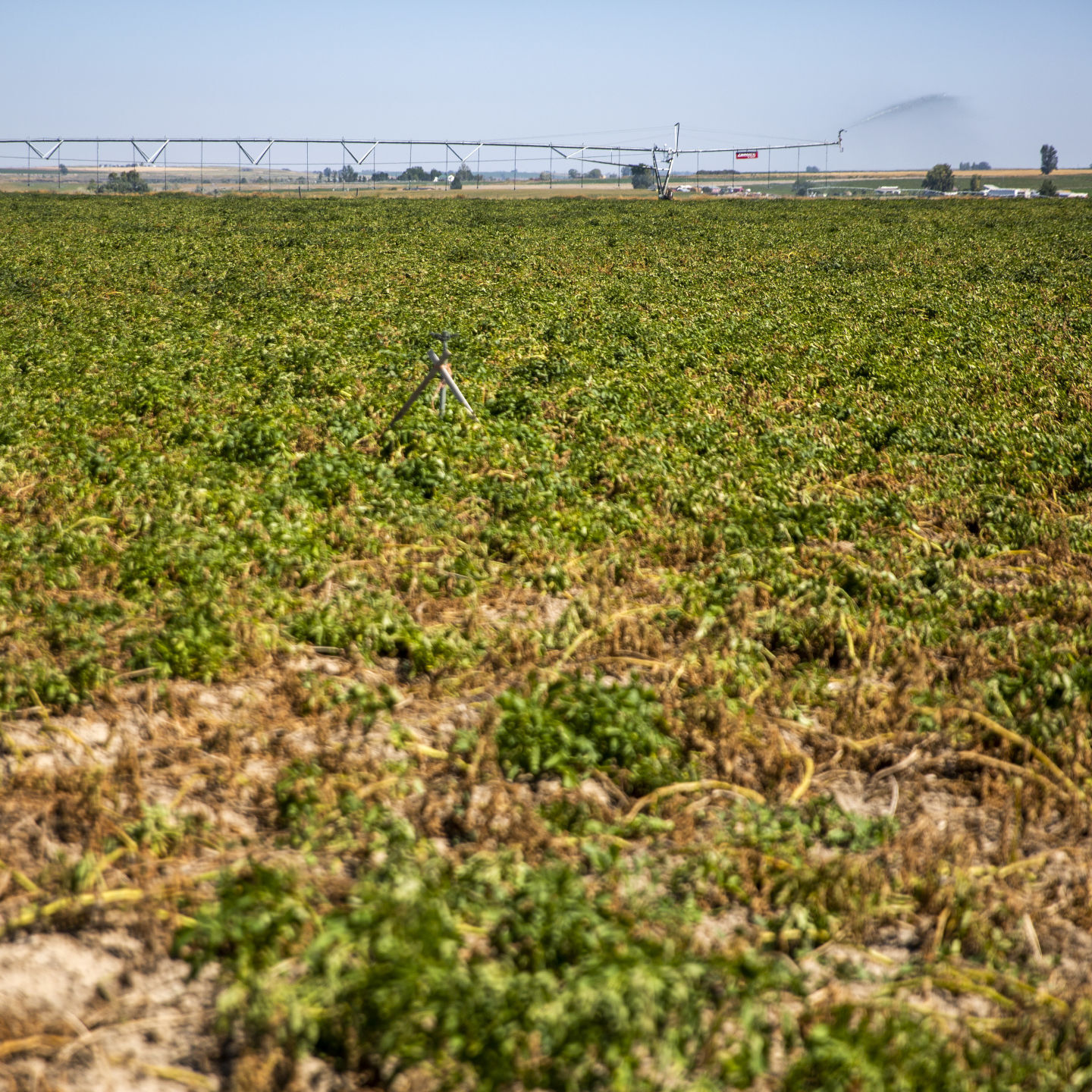 Potato farming
